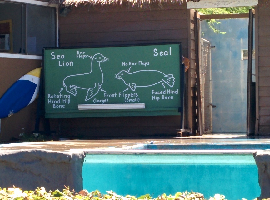 Sea Lion? Seal? Confused no more!