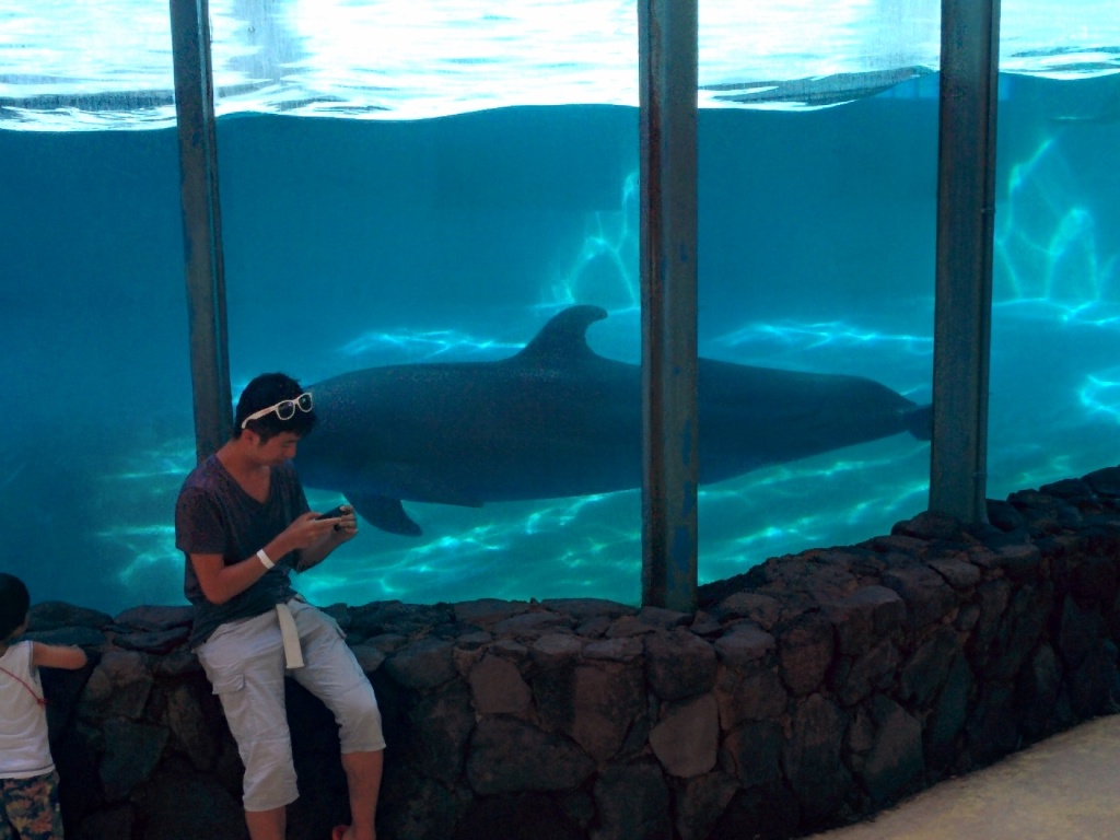 Billy, as usual, too busy checking his WhatsApp to notice that there is a GIANT FRICKING DOLPHIN SWIMMING BESIDE HIM!